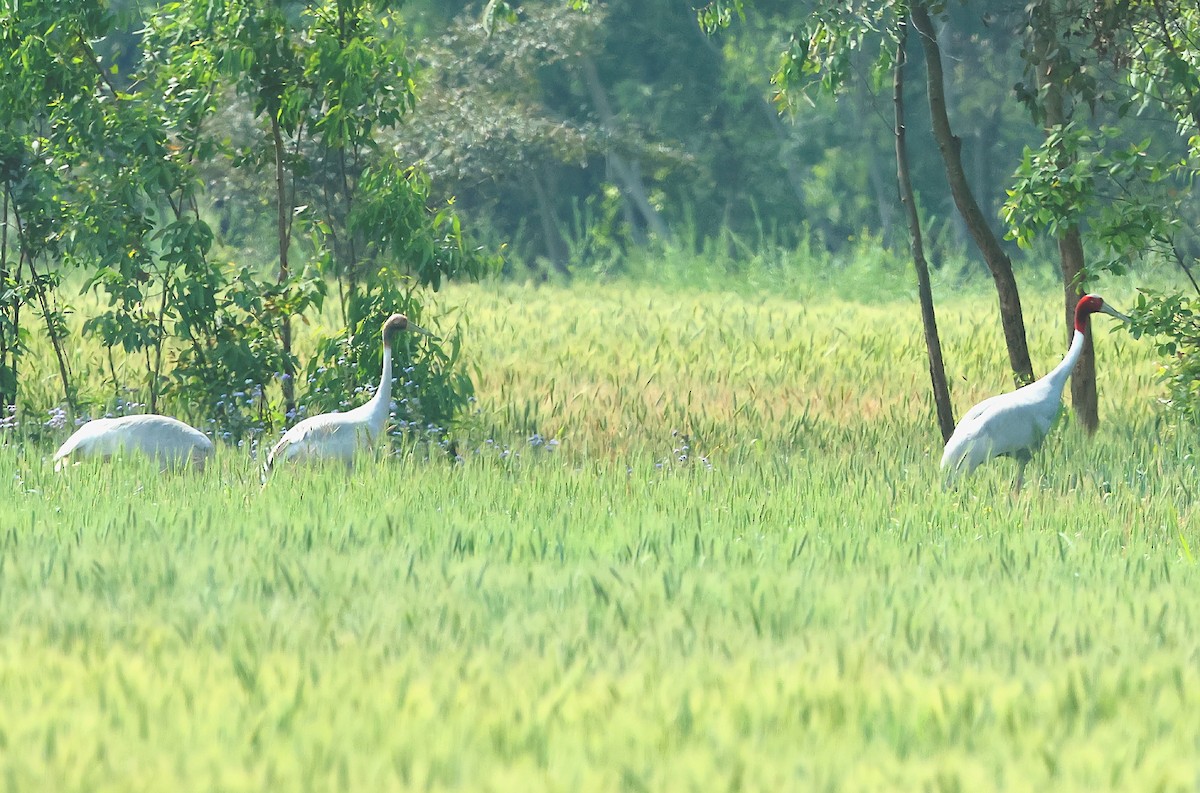Grue antigone - ML636366944