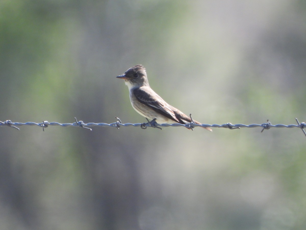 Olive-sided Flycatcher - ML636366948