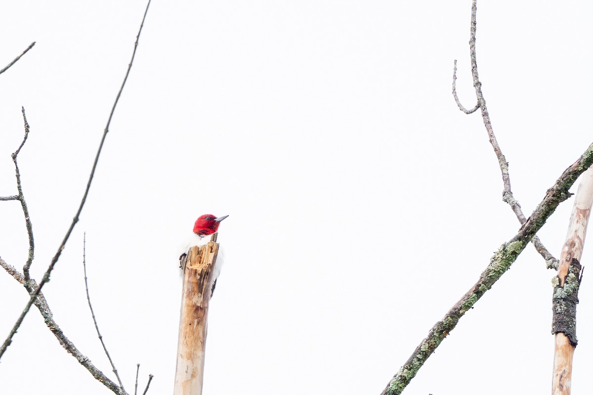 Red-headed Woodpecker - ML636366951
