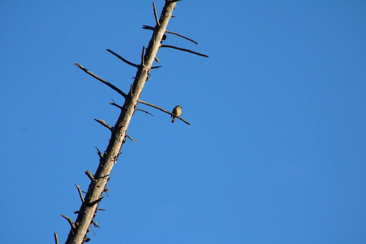 Northern Waterthrush - ML636366953