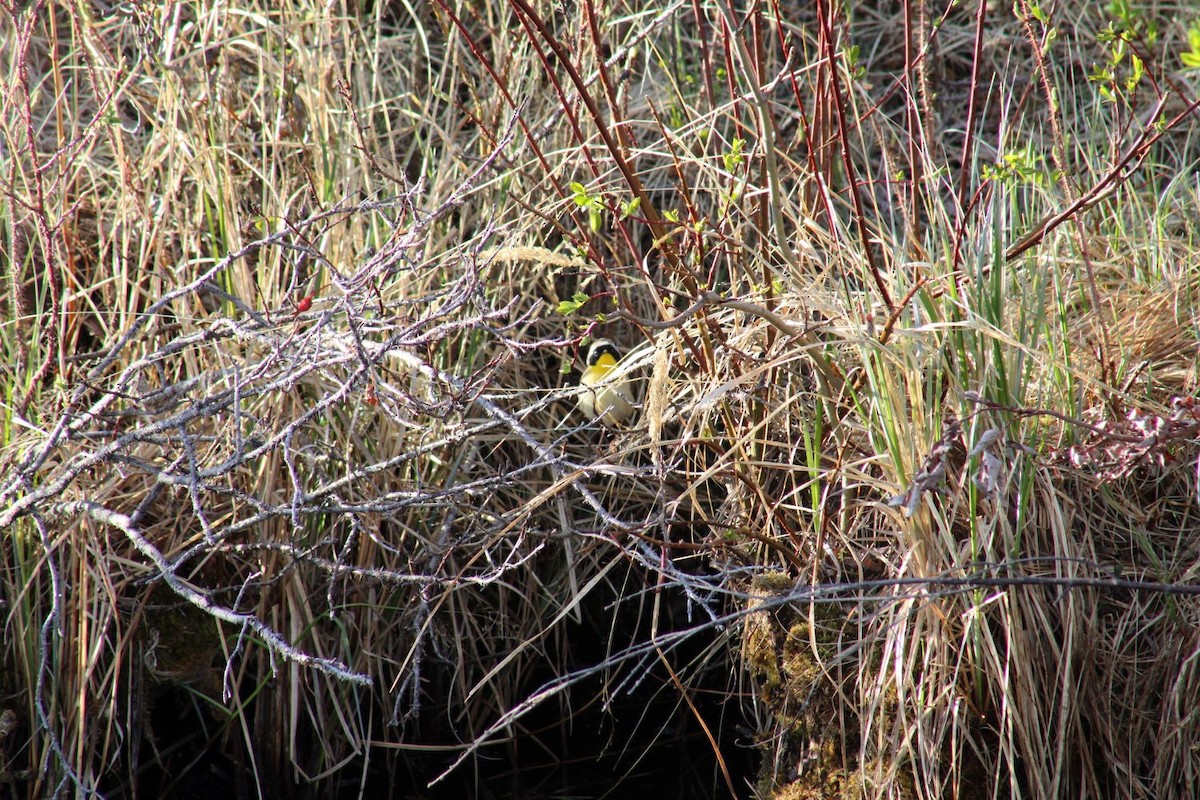 Common Yellowthroat - ML636366985