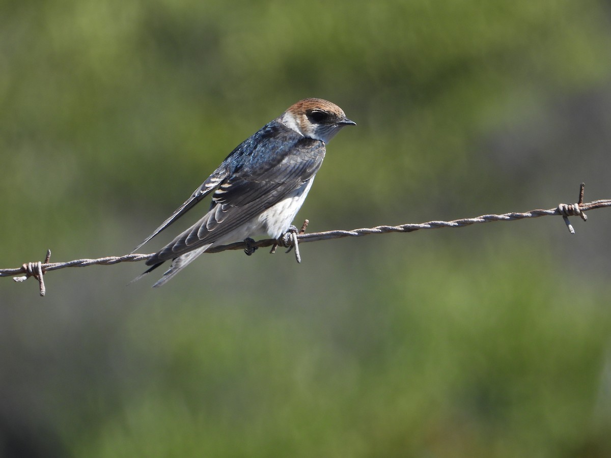 Golondrina Cabecirrufa - ML636367076