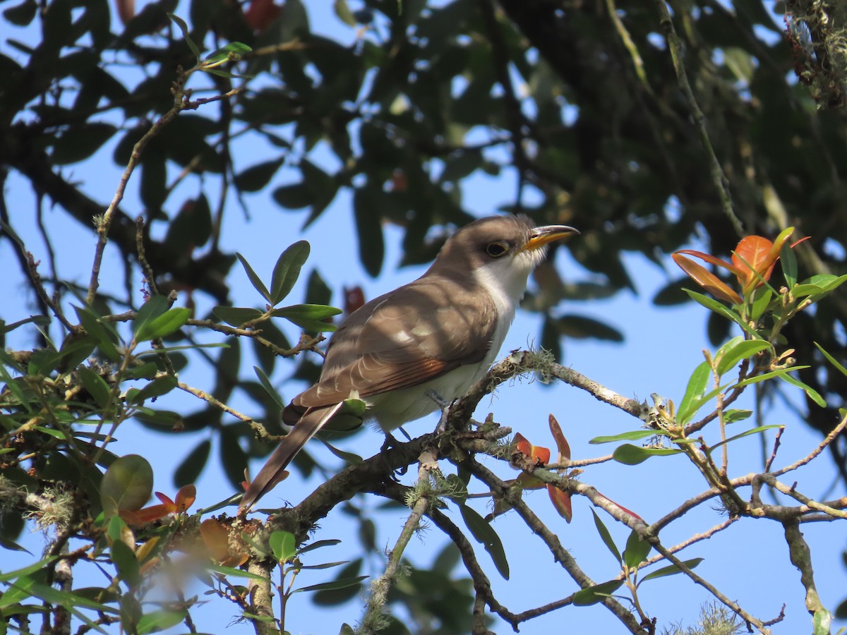 Yellow-billed Cuckoo - ML636367084