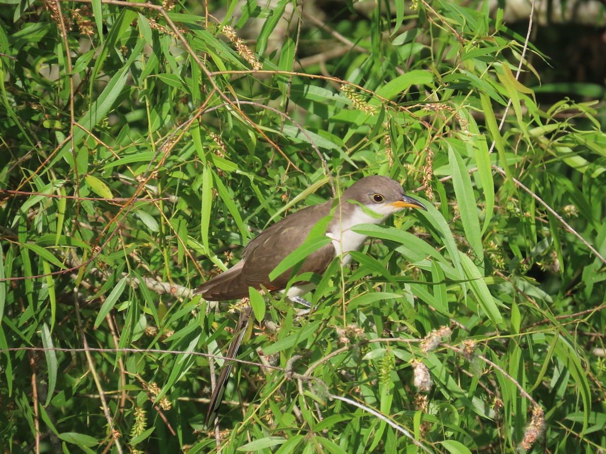 Yellow-billed Cuckoo - ML636367131