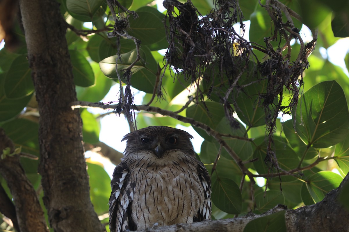 Brown Fish-Owl - ML636367250
