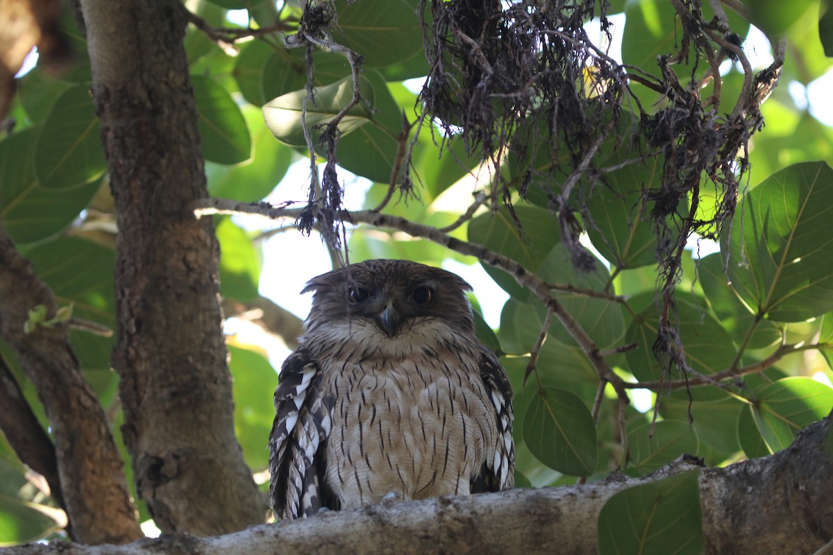 Brown Fish-Owl - ML636367251