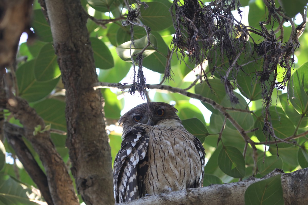 Brown Fish-Owl - ML636367252