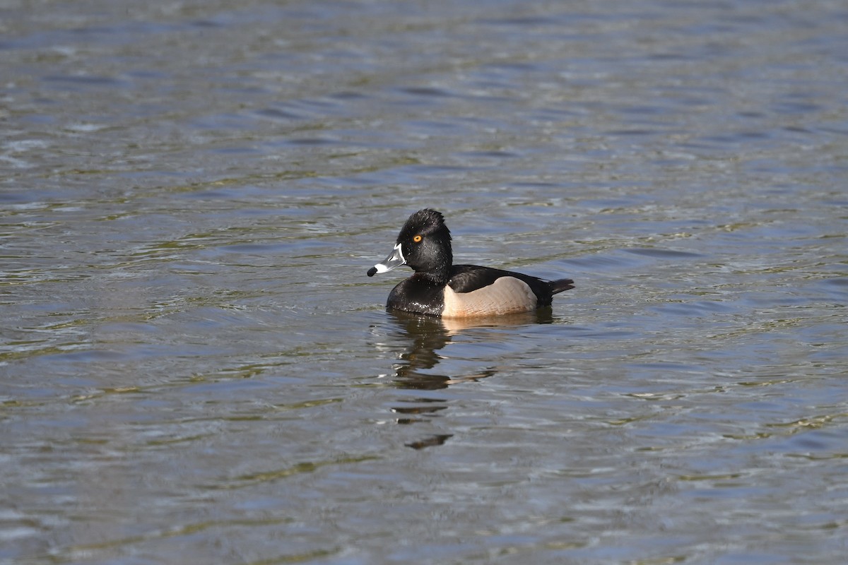 Ring-necked Duck - ML636367286