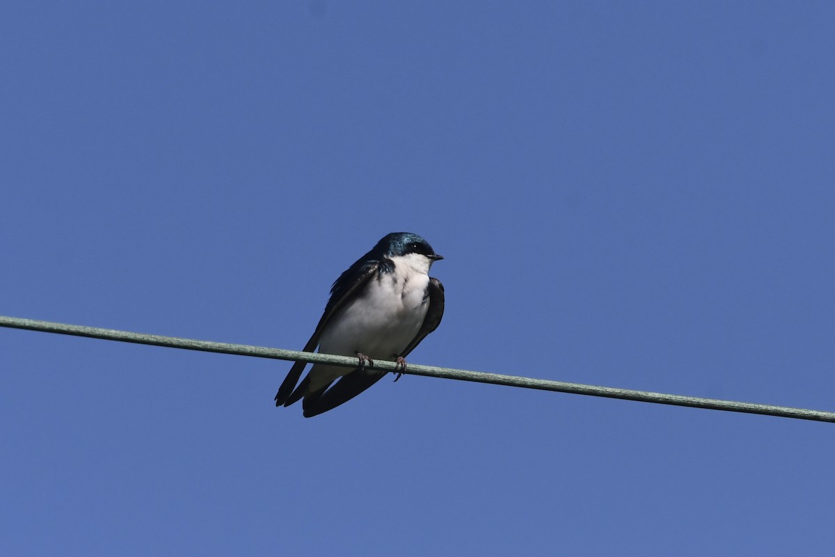 Tree Swallow - ML636367319