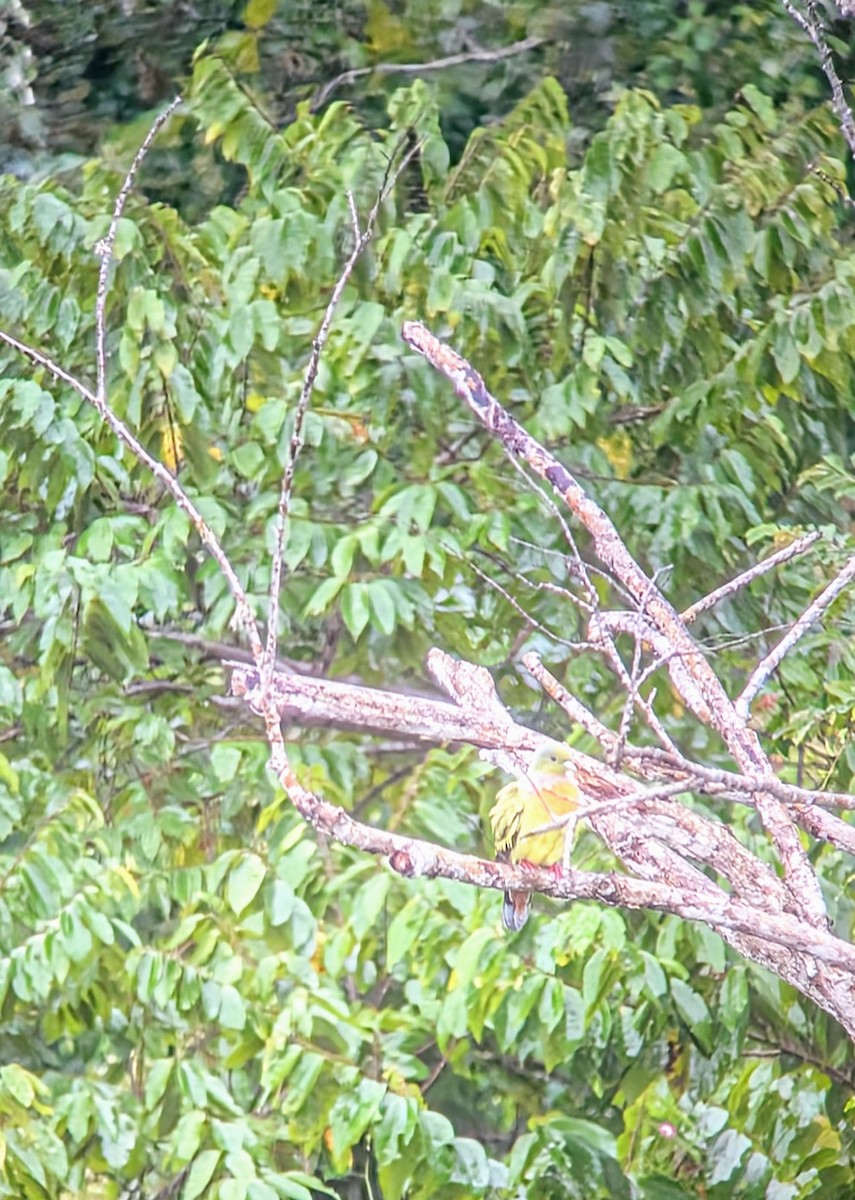 Orange-breasted Green-Pigeon - ML636367345