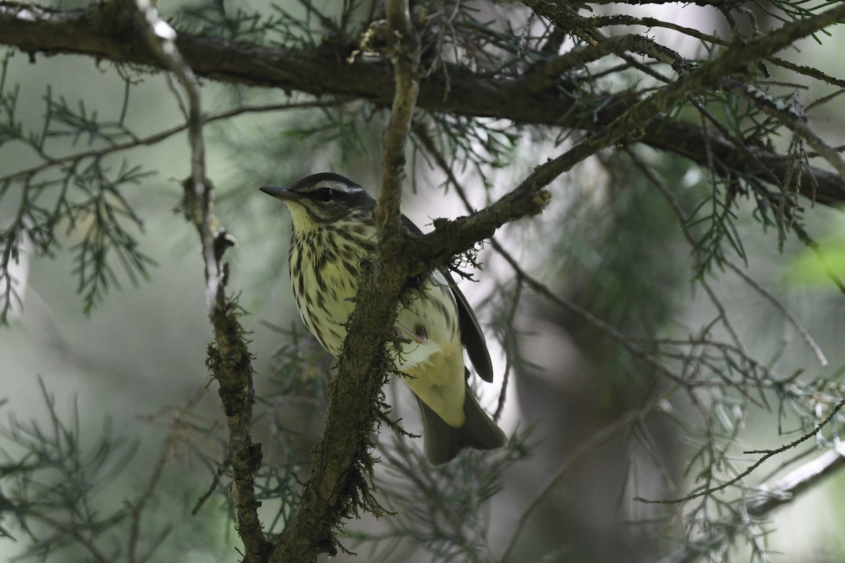 Louisiana Waterthrush - ML636367544