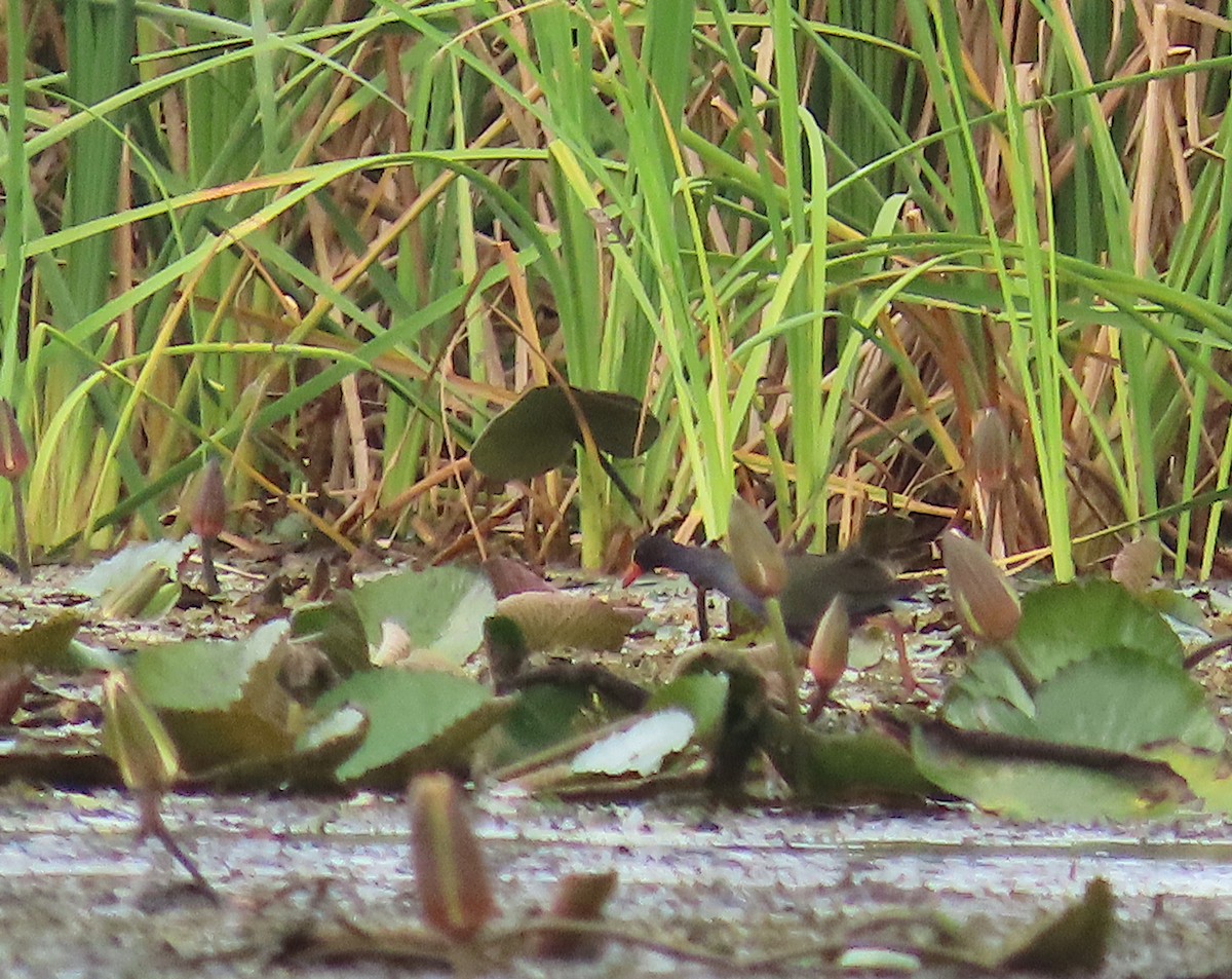 Allen's Gallinule - ML636367667