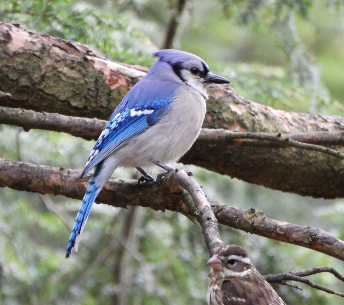 Blue Jay - ML636367685