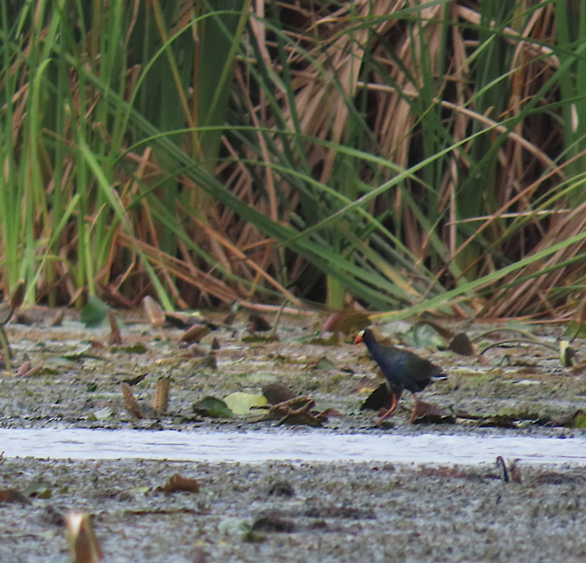 Allen's Gallinule - ML636367803