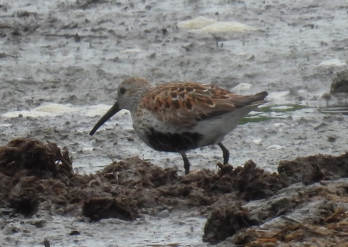 Dunlin - ML636367825