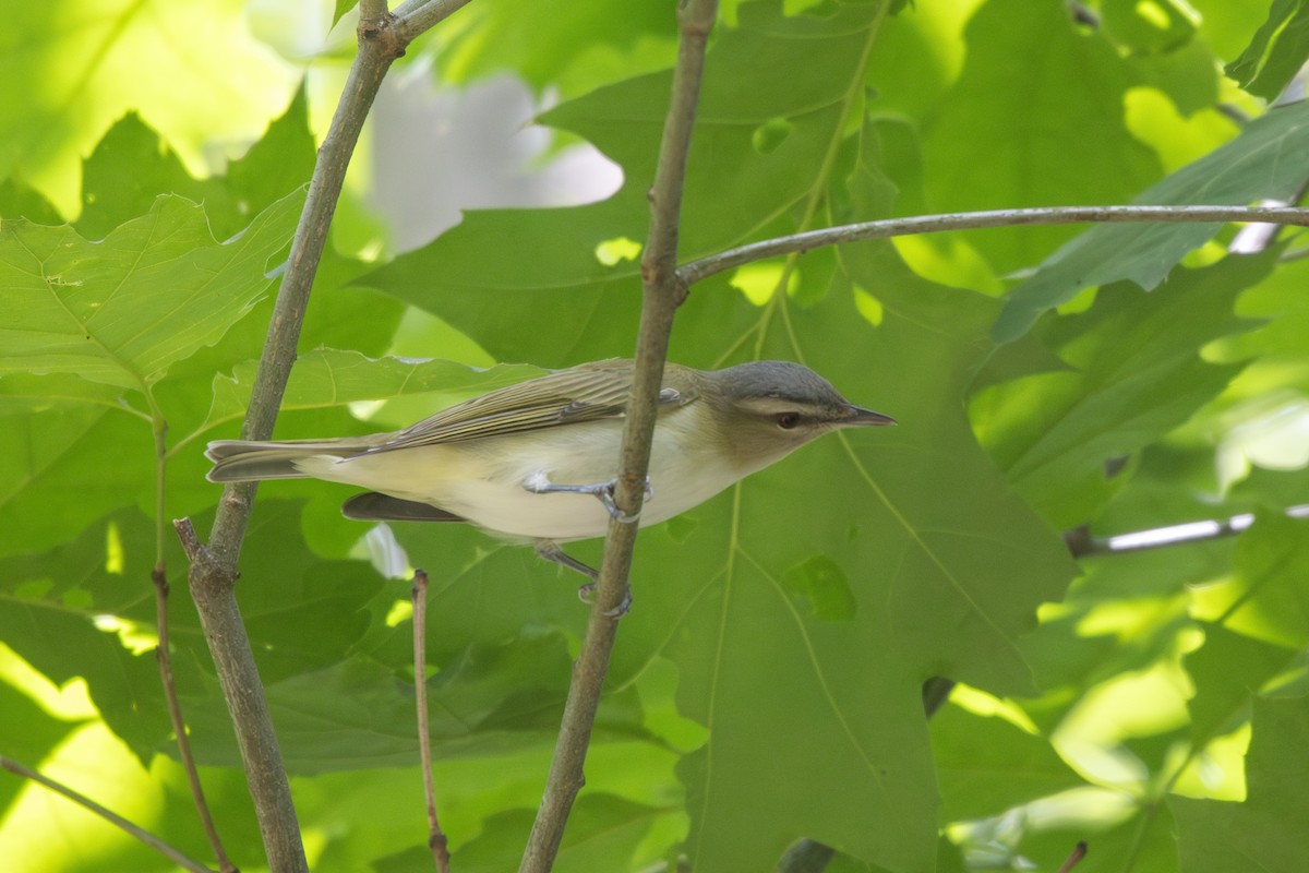 Red-eyed Vireo - ML636367906