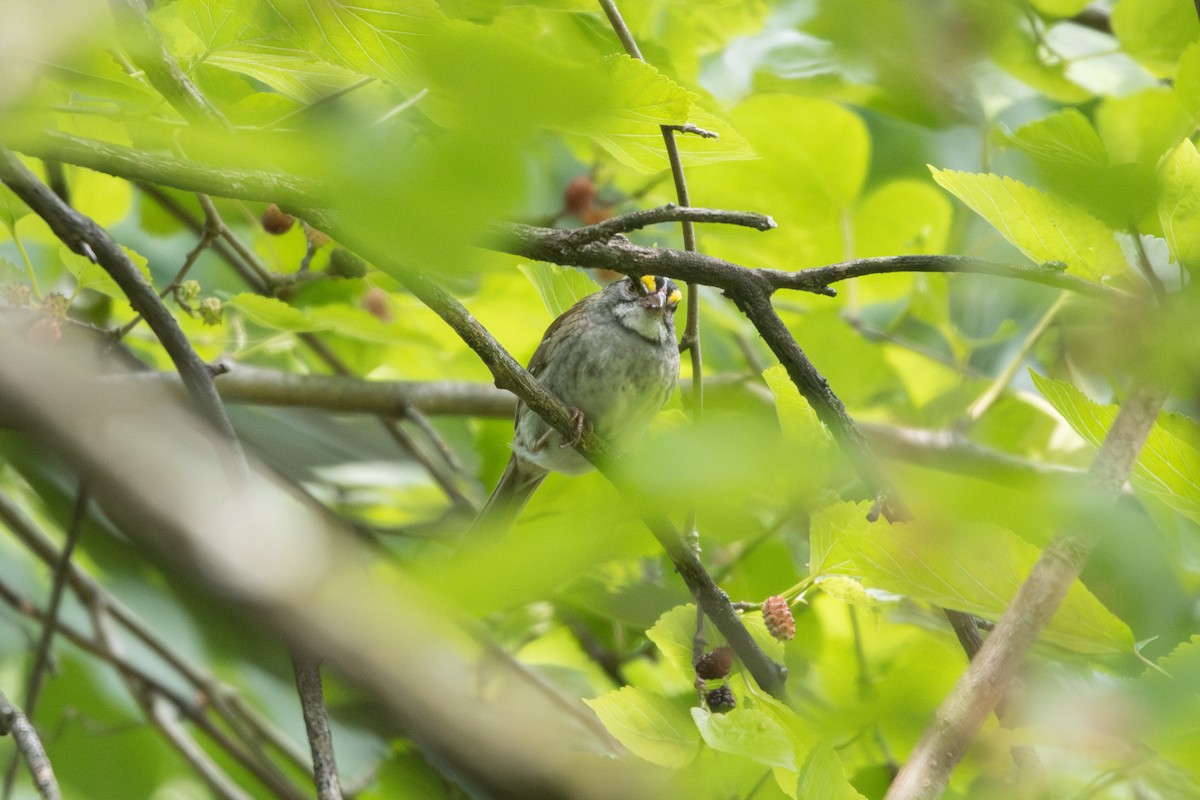 White-throated Sparrow - ML636367920
