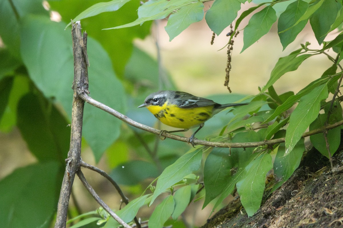 Magnolia Warbler - ML636367972