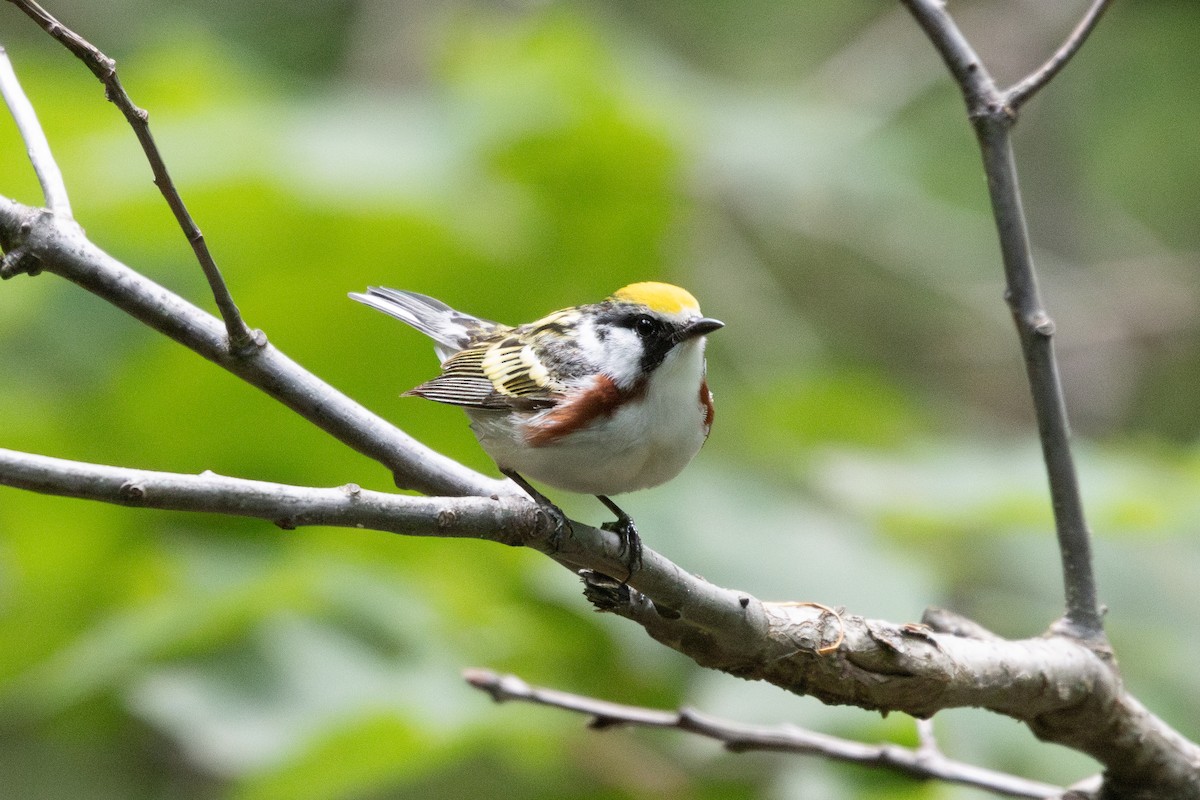 Chestnut-sided Warbler - ML636368003