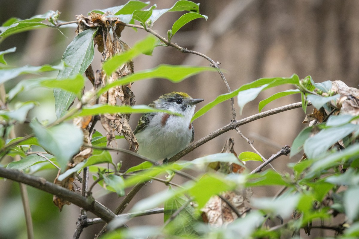 Chestnut-sided Warbler - ML636368038