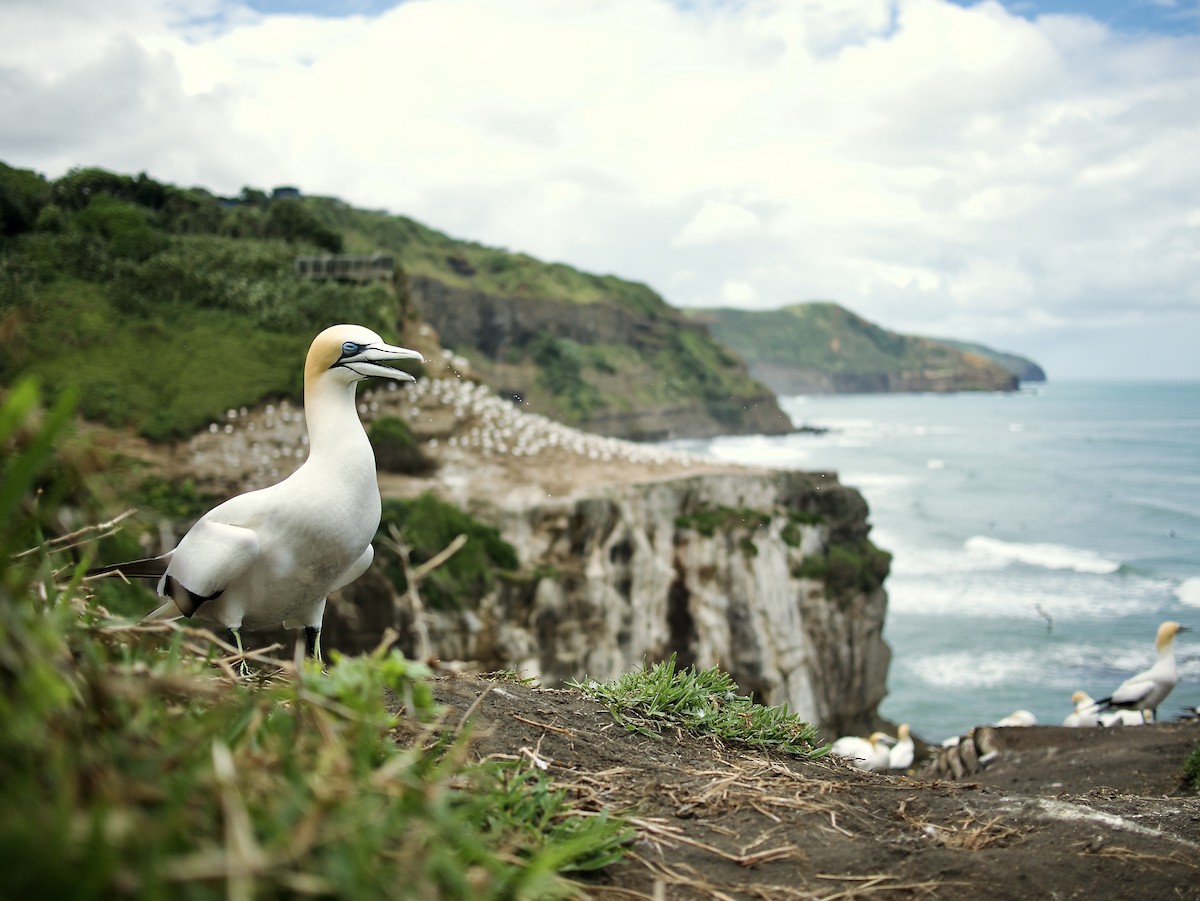 Australasian Gannet - ML636368180