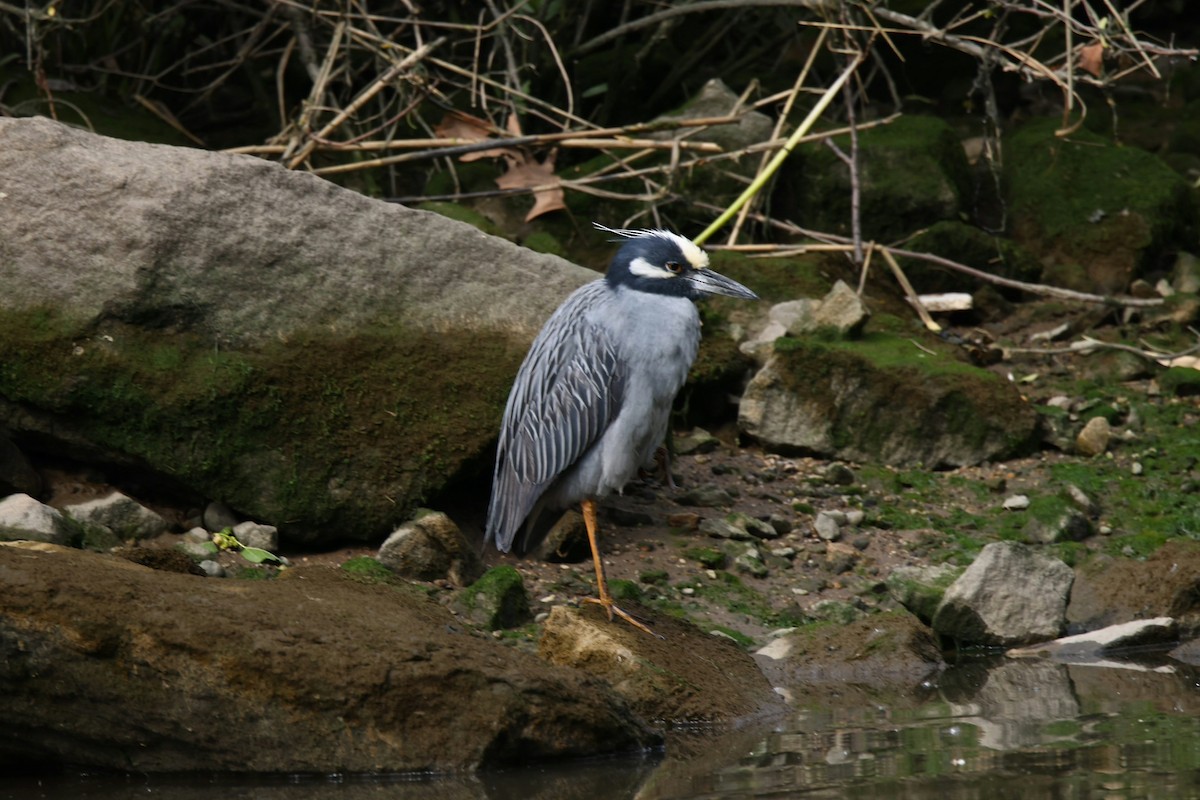 kvakoš žlutočelý - ML636368227