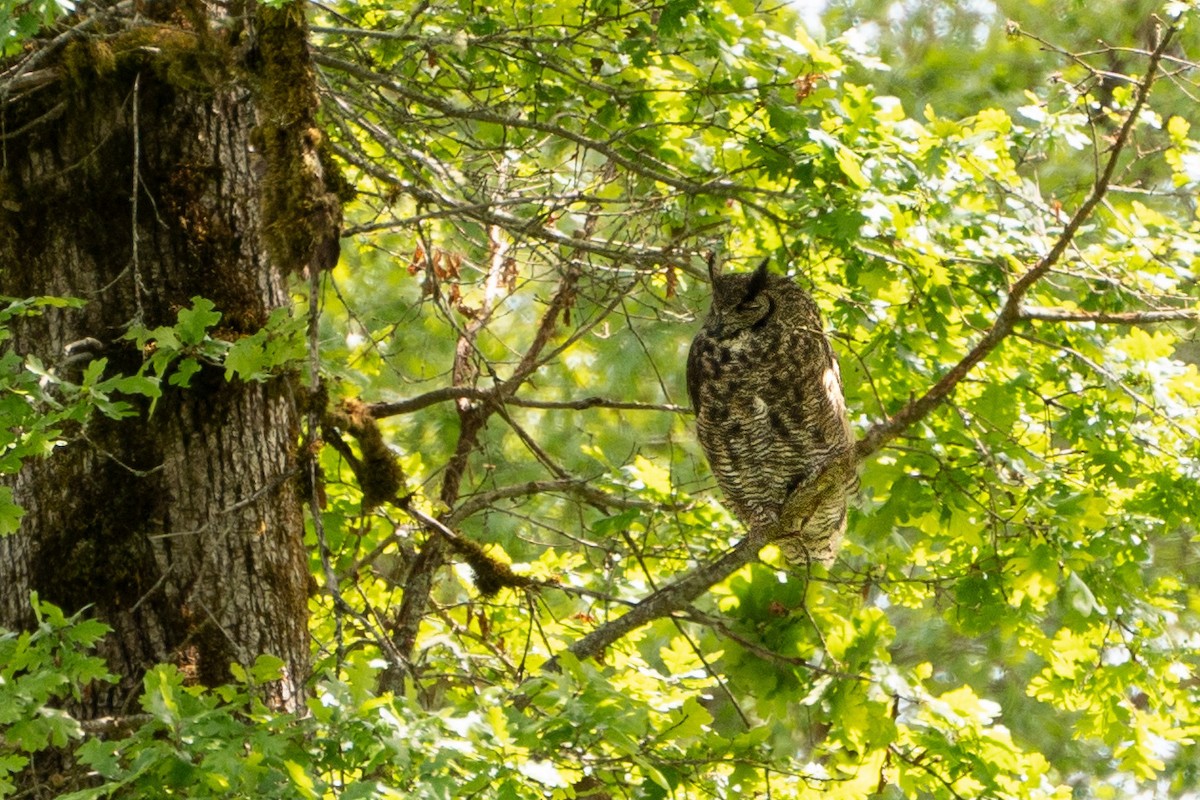 Great Horned Owl - ML636368262