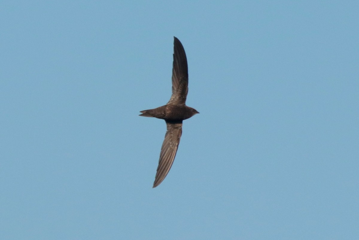 African Swift - ML636368286