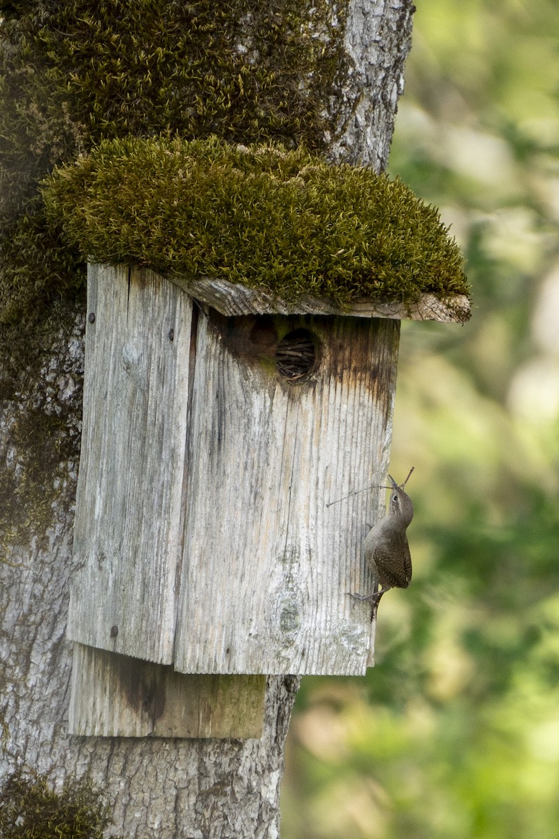 Northern House Wren - ML636368291