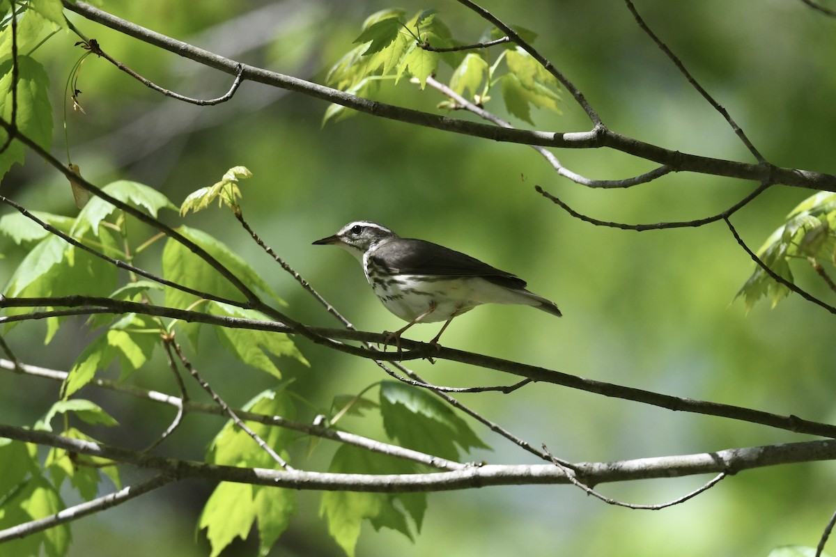 Louisiana Waterthrush - ML636368295