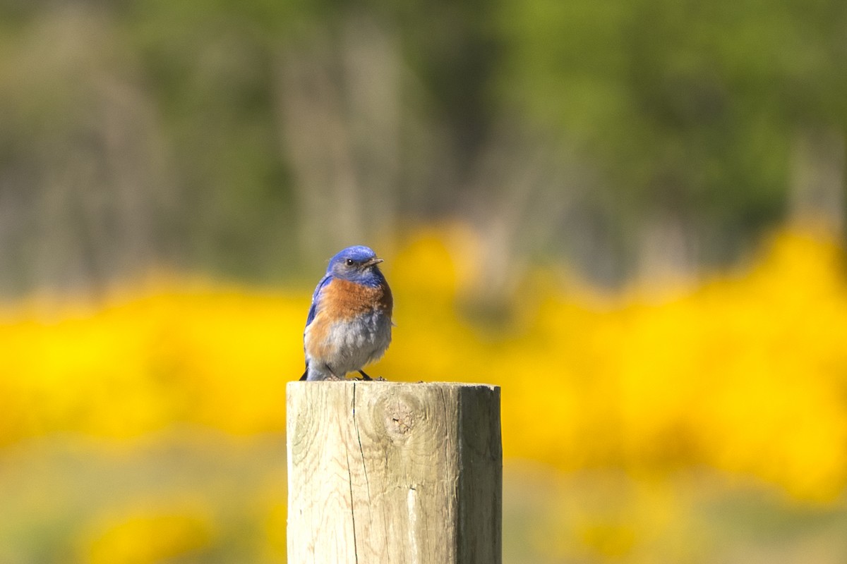 Western Bluebird - ML636368301