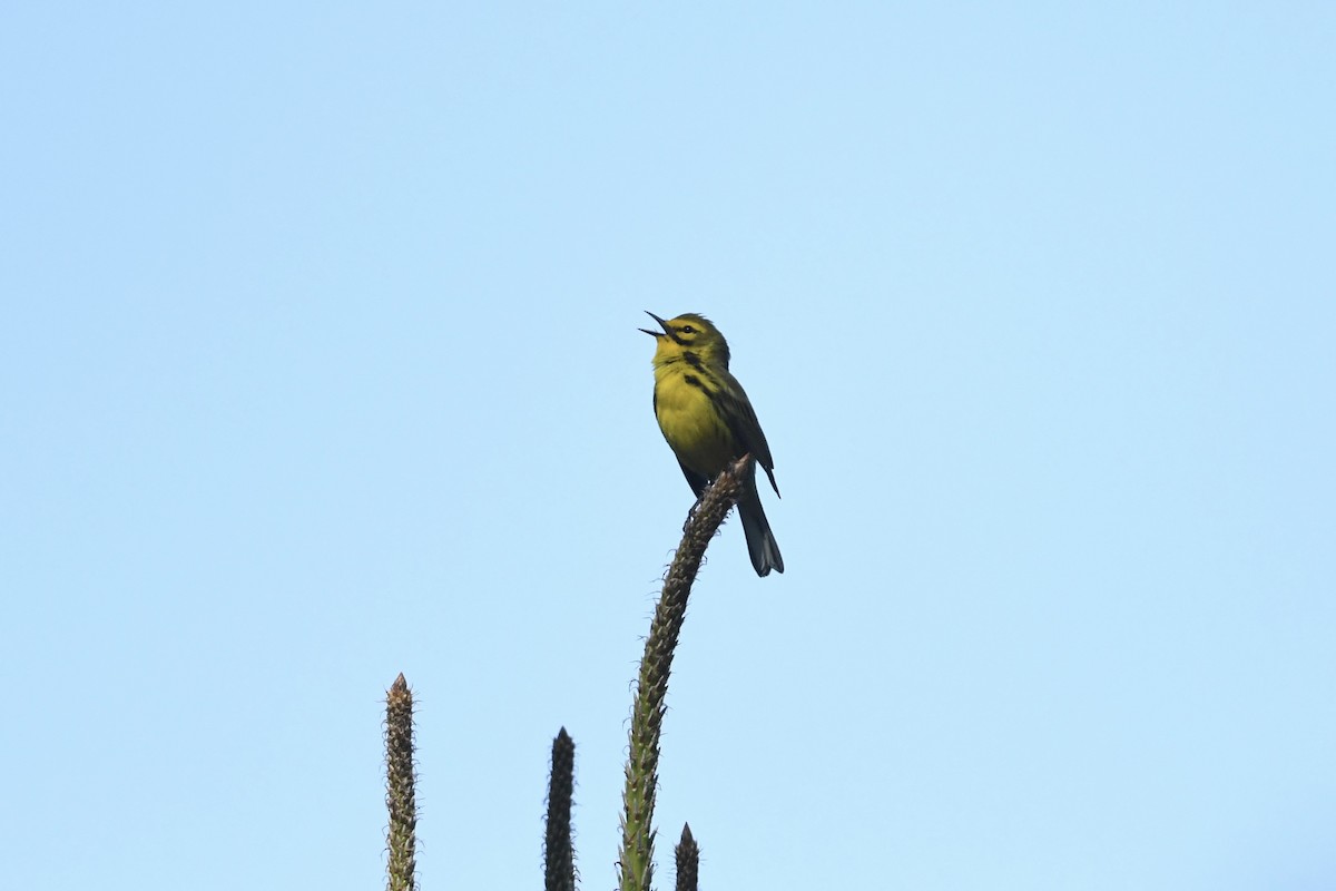 Prairie Warbler - ML636368348