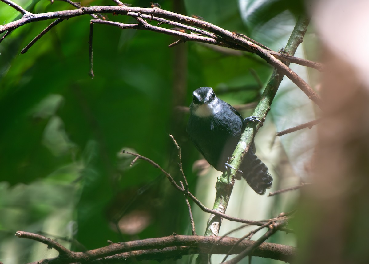 White-throated Antbird - ML636368409