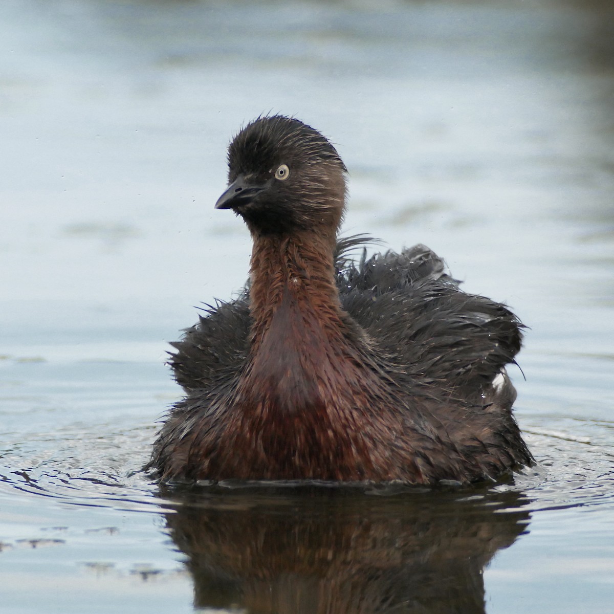 New Zealand Grebe - ML636368566