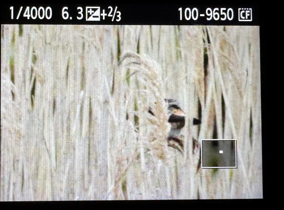 Cliff Swallow - ML636368746