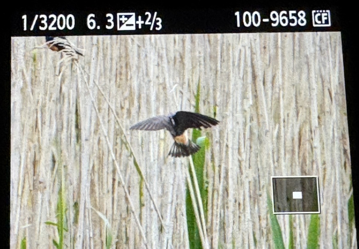 Cliff Swallow - ML636368747