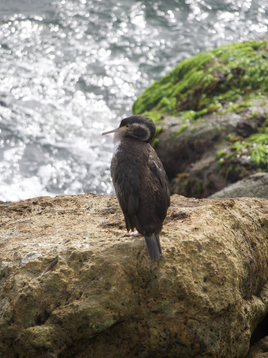 Spotted Shag - ML636368754