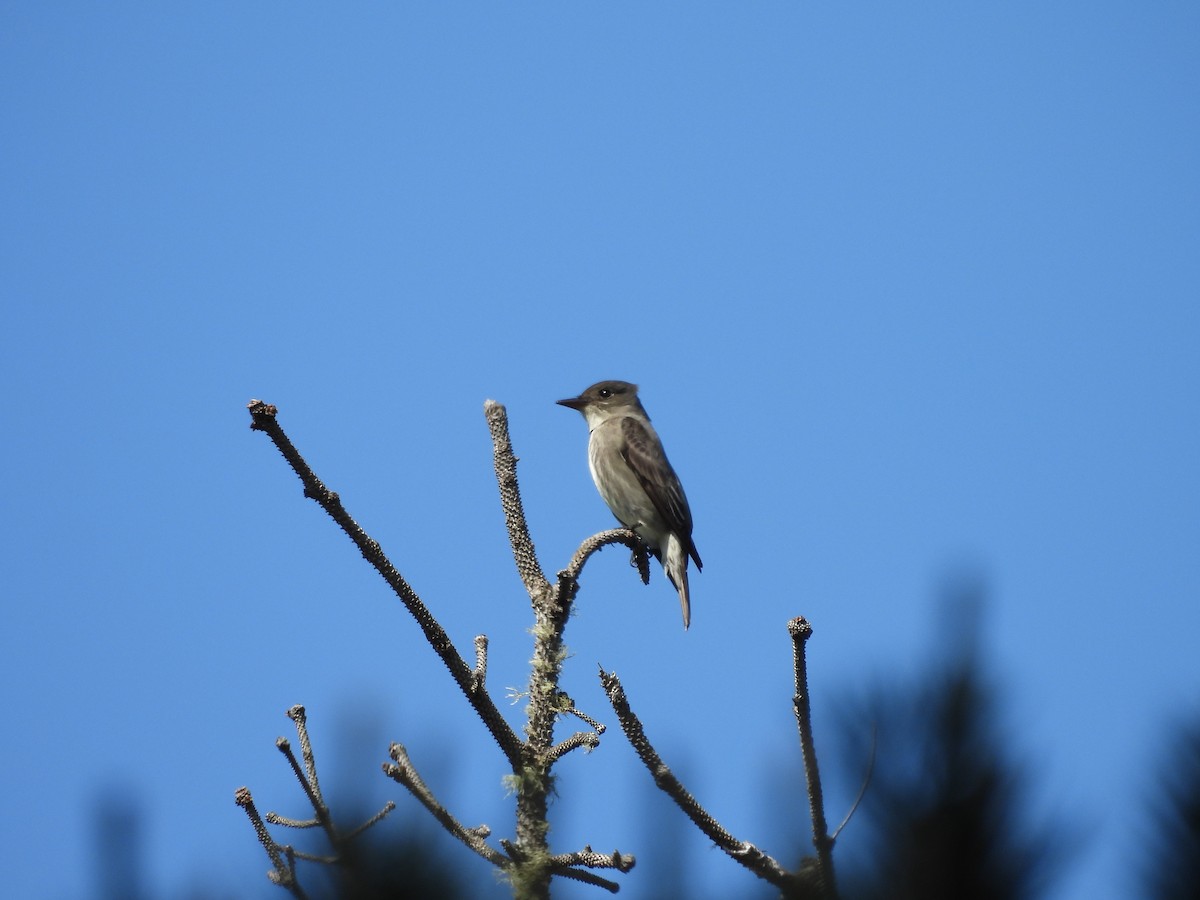 Western Wood-Pewee - ML636368804