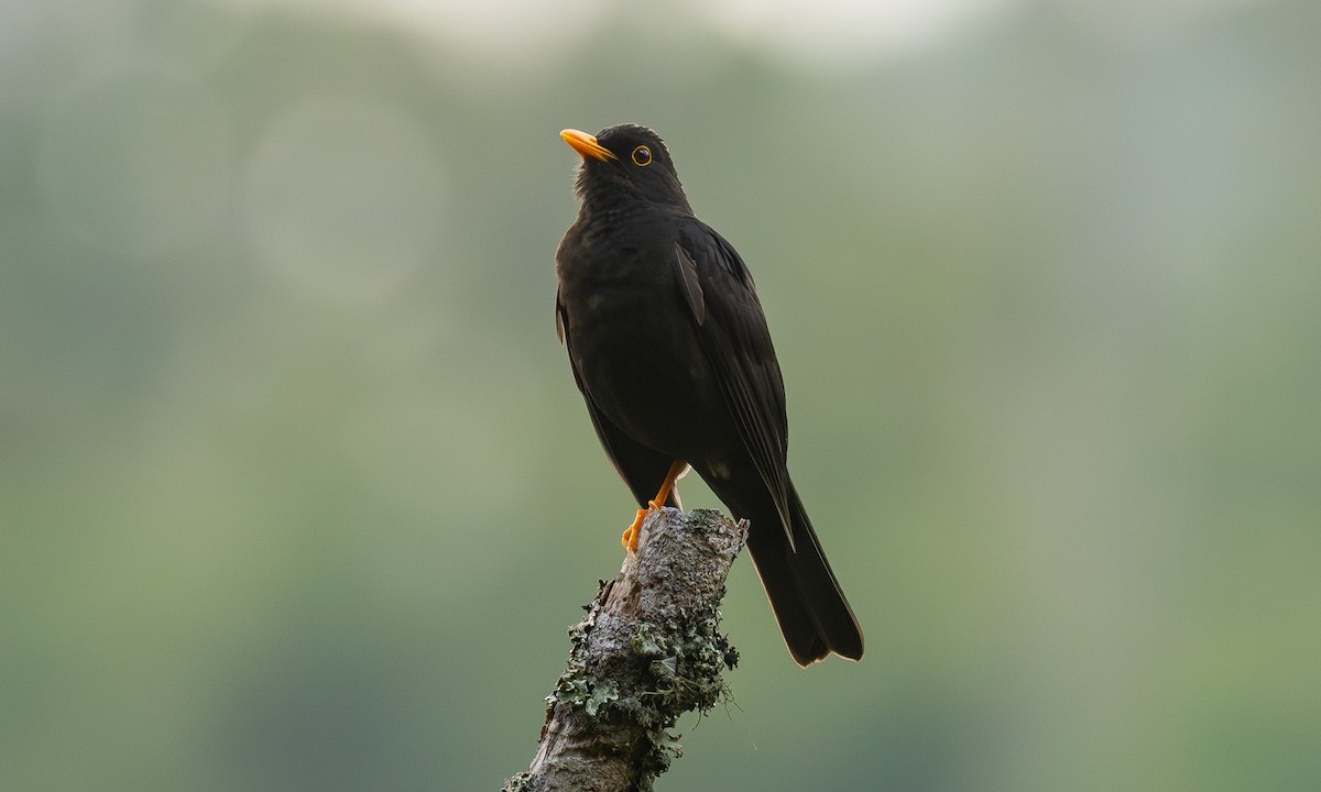 Black Thrush - ML636368862