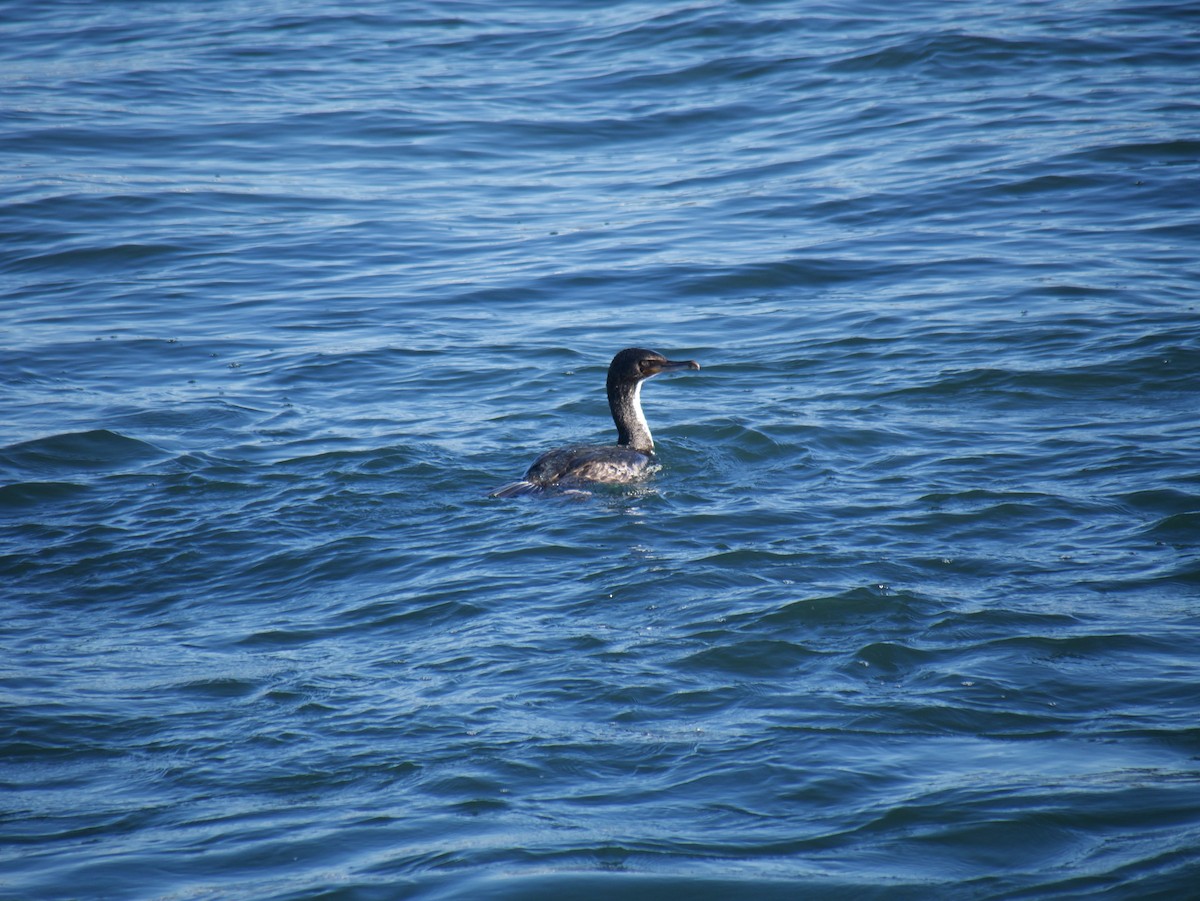Stewart Island Shag - ML636368967