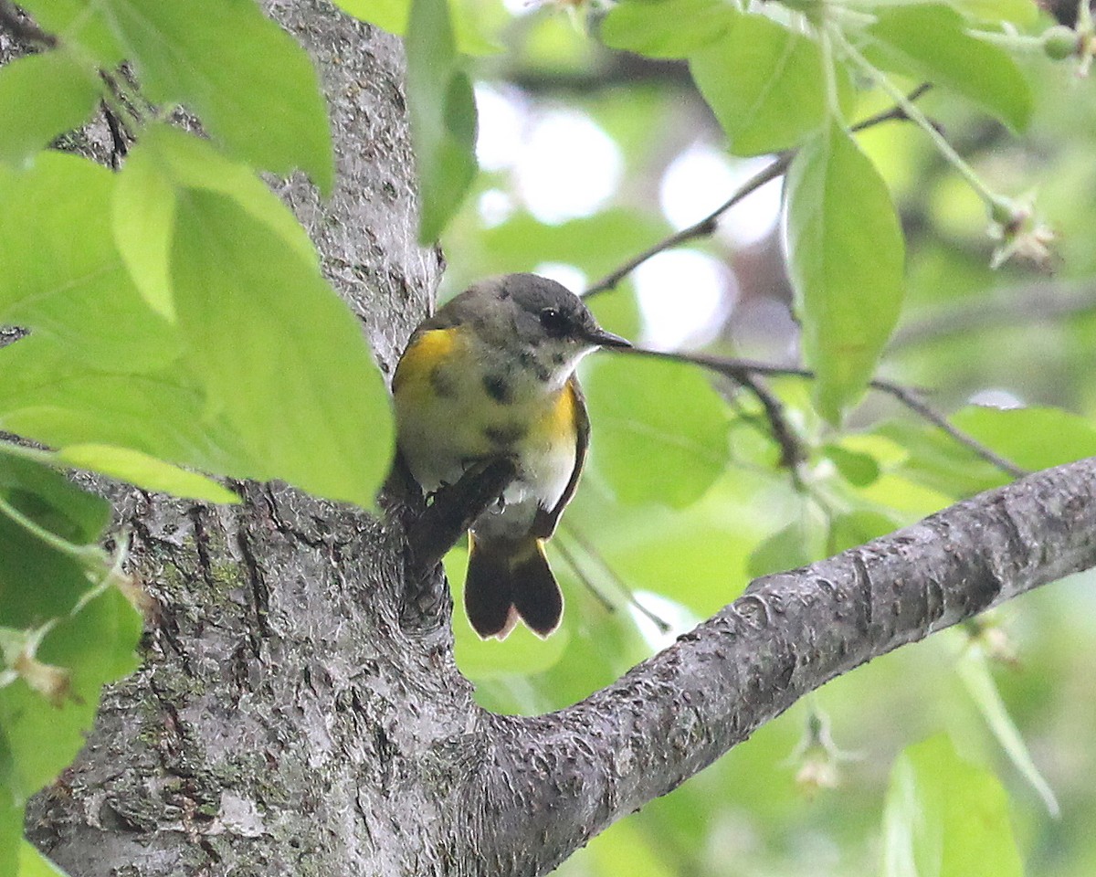 American Redstart - ML636369112