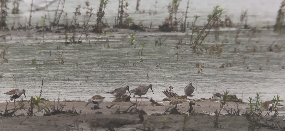 Stilt Sandpiper - ML636369125