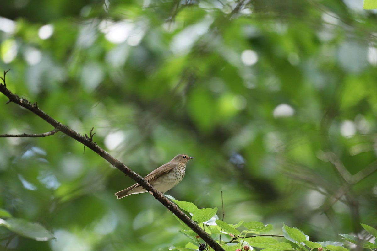 Swainson's Thrush - ML636369317