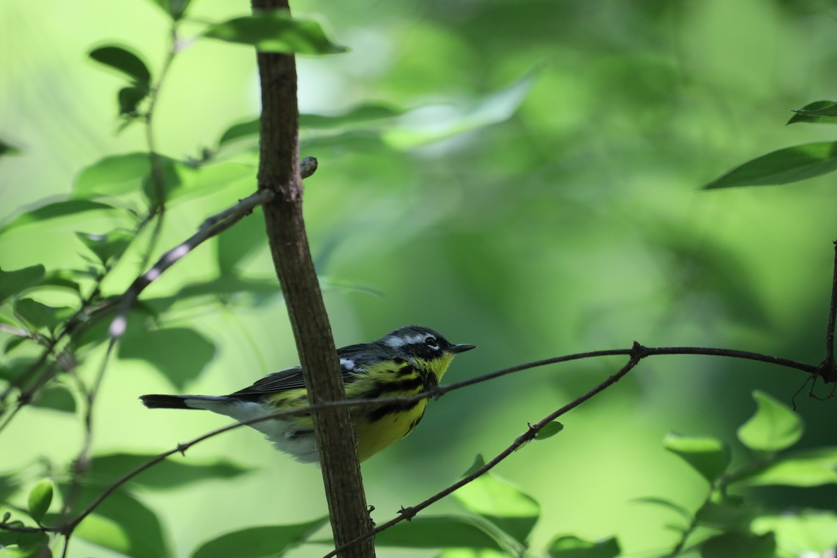 Magnolia Warbler - ML636369349