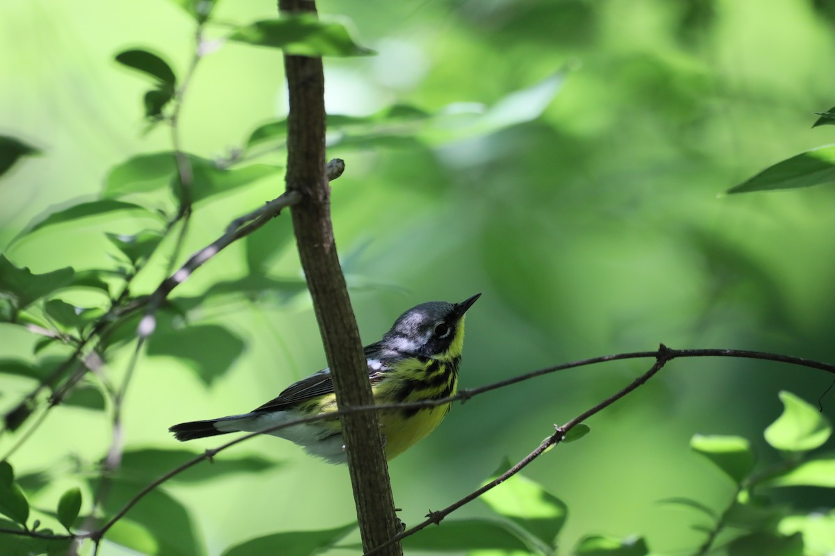 Magnolia Warbler - ML636369350