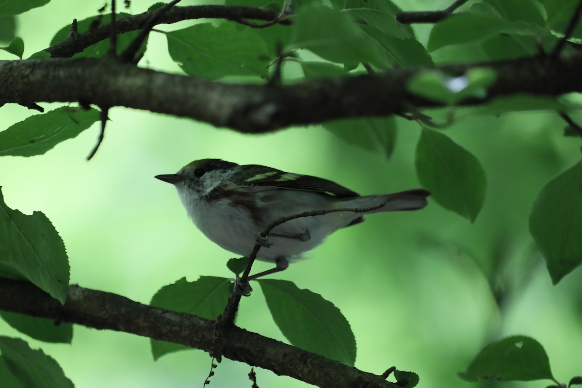 Chestnut-sided Warbler - ML636369370