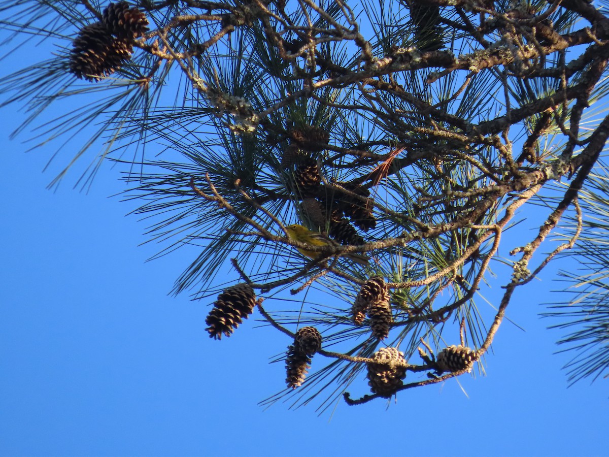 lesňáček borovicový - ML636369403