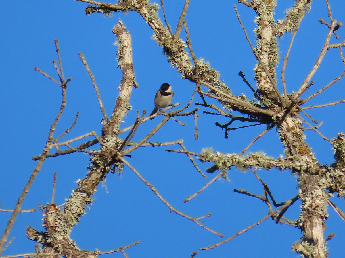 sýkora karolínská - ML636369420