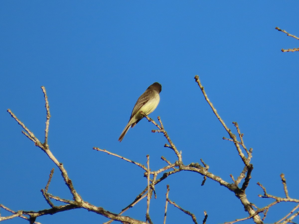 tyranovec domácí - ML636369432