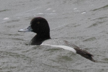 Greater/Lesser Scaup - ML636369436